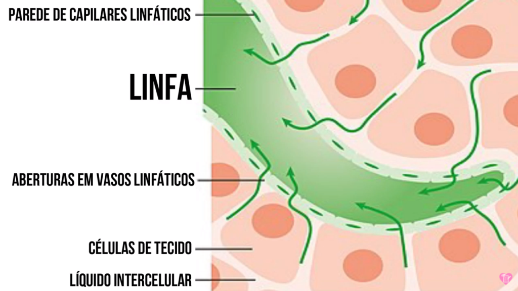 Sistema Linfático