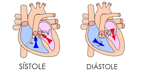 SD - Pressão Arterial