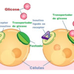 insulina
