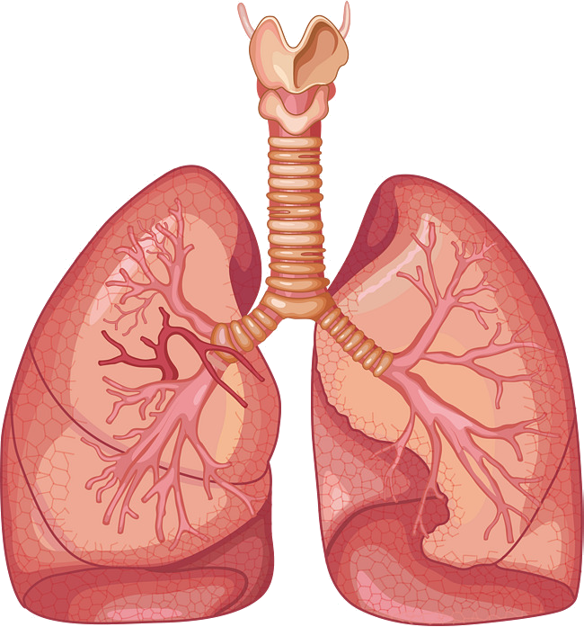png2 - Anatomia do Sistema Respiratório