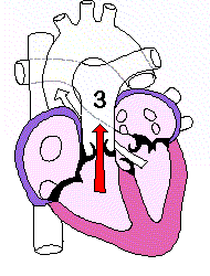3 - Funcionamento do coração
