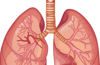Anatomia do Sistema Respiratório