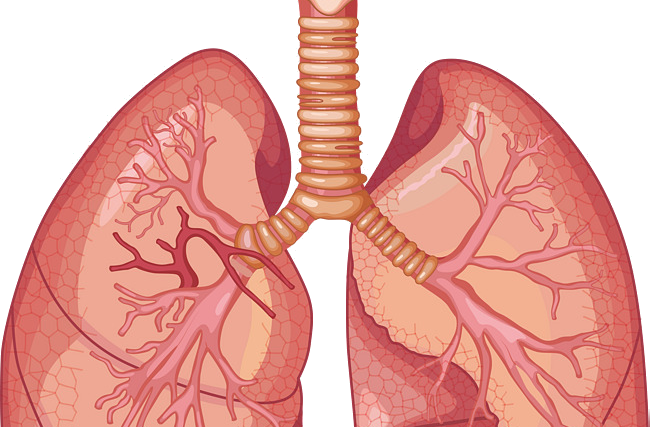 Anatomia do Sistema Respiratório
