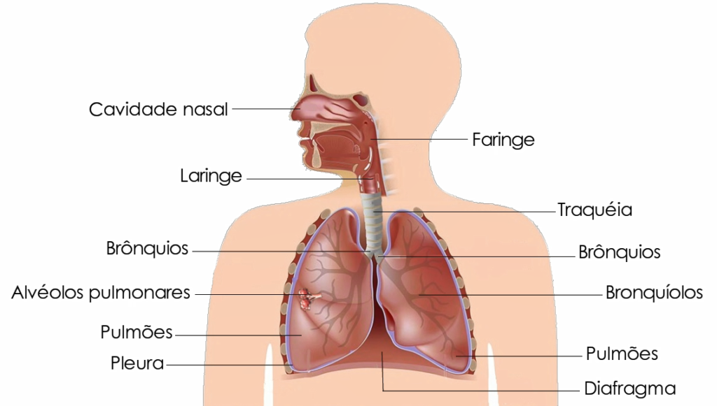 sw2e 1024x581 - Anatomia do Sistema Respiratório
