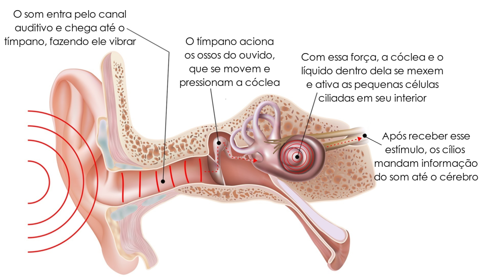4y54u67 - Anatomia do ouvido