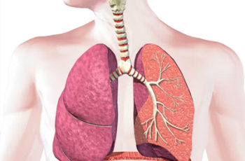 Termos Técnicos Sistema Respiratório