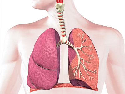 Sistema Respiratorio - Termos Técnicos Sistema Respiratório