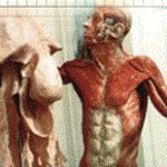 a pele humana 150x150 - Urticária