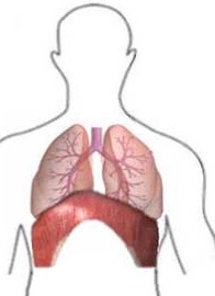 expiração - Anatomia do Sistema Respiratório