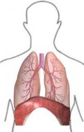 inspiração - Anatomia do Sistema Respiratório
