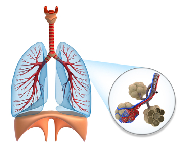 observe desenho esquematico sistema respiratorio com destaque para os alveolos pulmonares 5400ec8803cdd - Anatomia do Sistema Respiratório