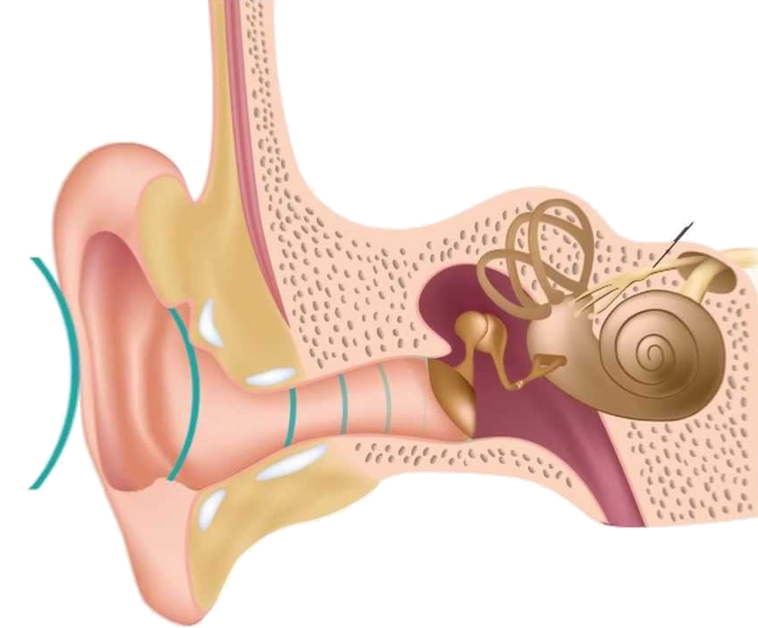 oie transparent - Anatomia do ouvido