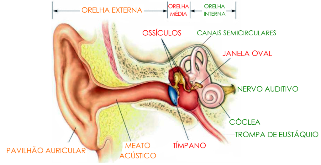 r43wt4y 1024x527 - Anatomia do ouvido