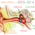 r43wt4y 150x150 - ouvido