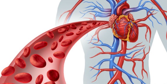 sistema circulatorio artigos cursos cpt - Termos Técnicos Sistema Circulatório