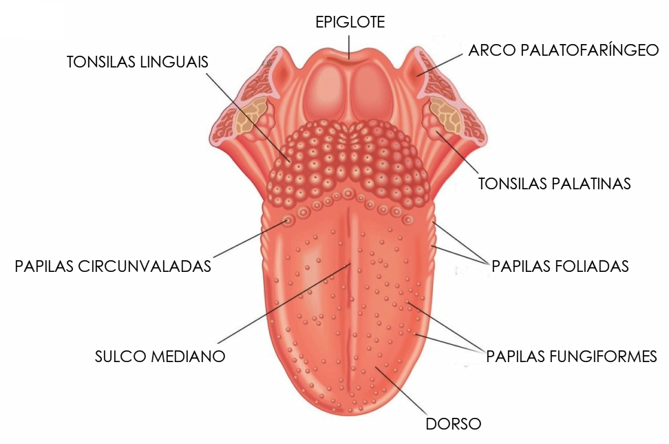 OKIOKMIOKM - Anatomia do paladar