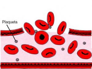 plaquetas 300x225 - Conheça o Hemograma