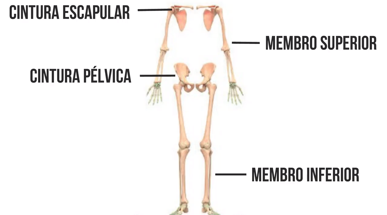 Esqueleto apendicular - Sistema Esquelético
