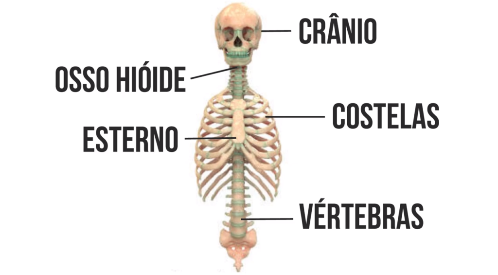 Sistema Esquelético