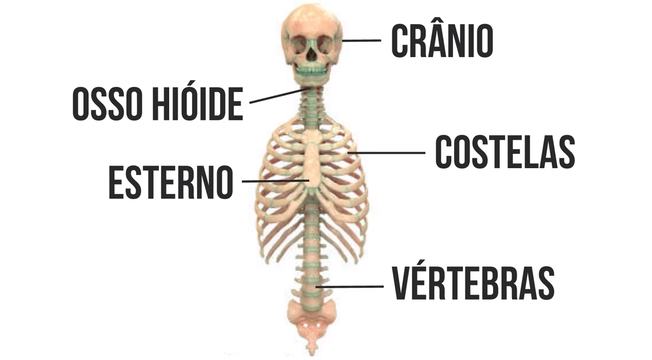 São Exemplos De Ossos Que Fazem Parte Do Esqueleto Axia