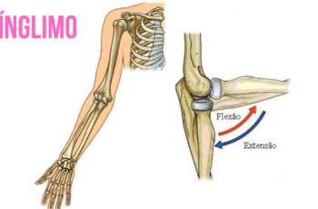 articulação gínglimo
