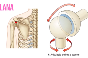 articulação plana