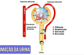 formação da urina