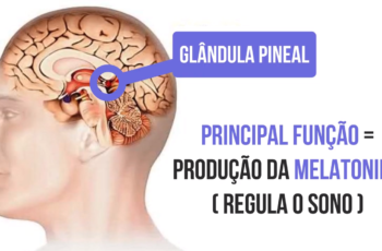 Glândula pineal