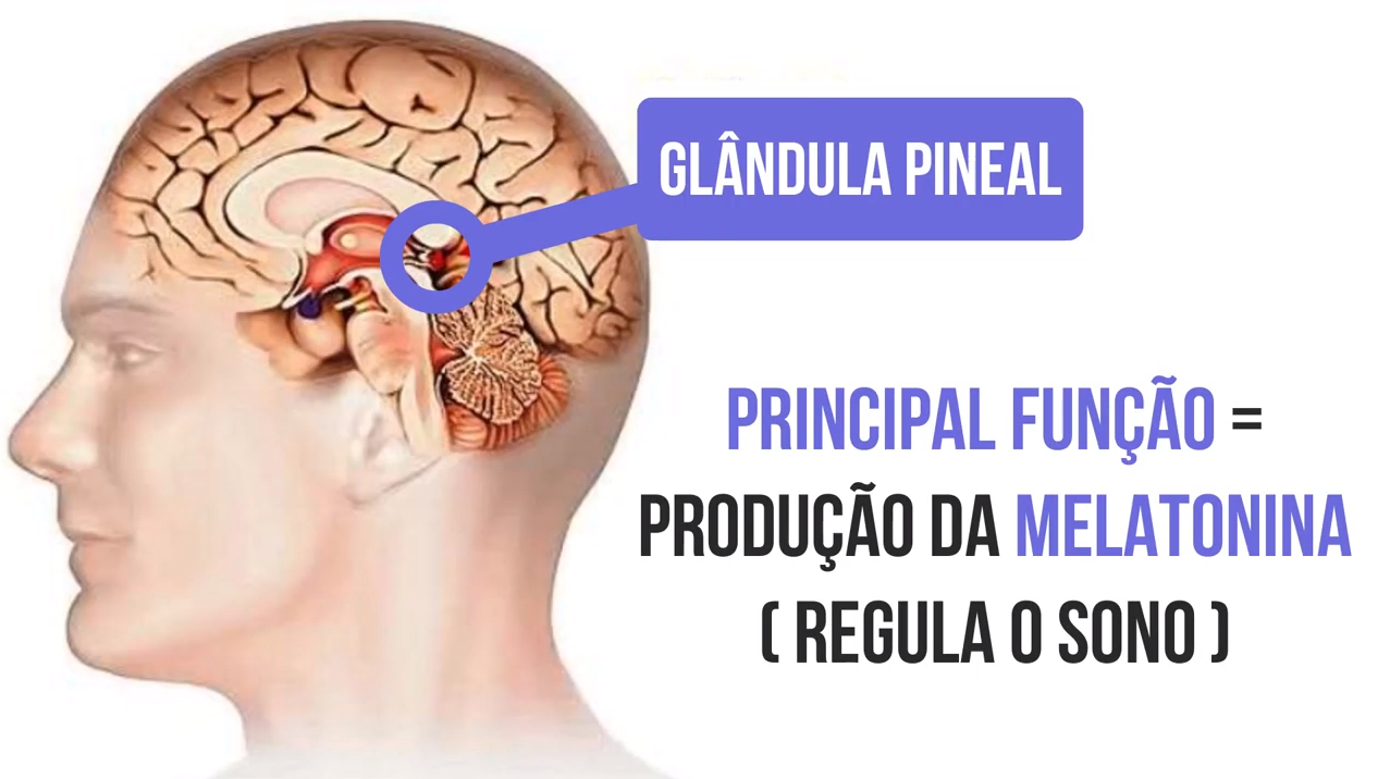 Glandula pineal - Sistema Endócrino