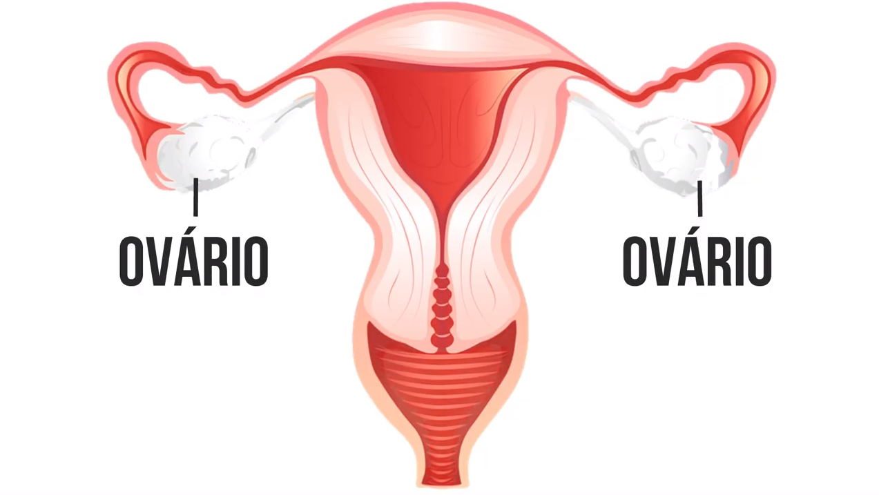 OVARIO - Sistema Reprodutor Feminino