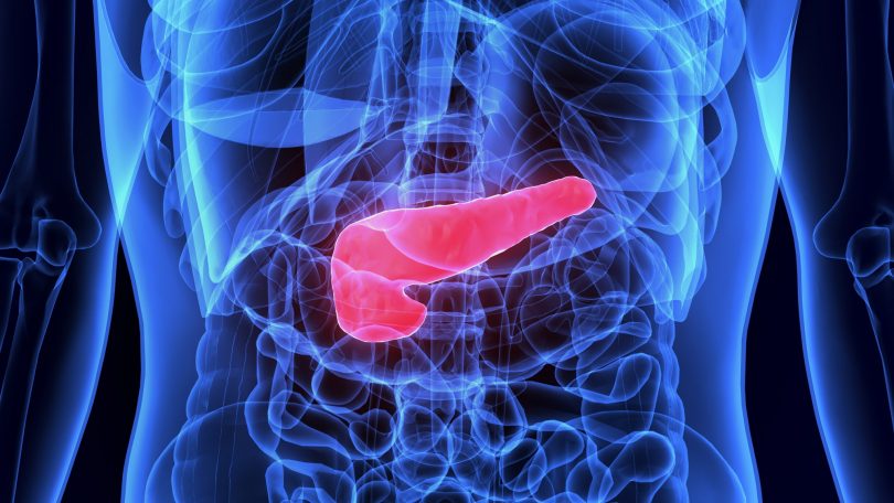 Pancreas - Sistema Digestório