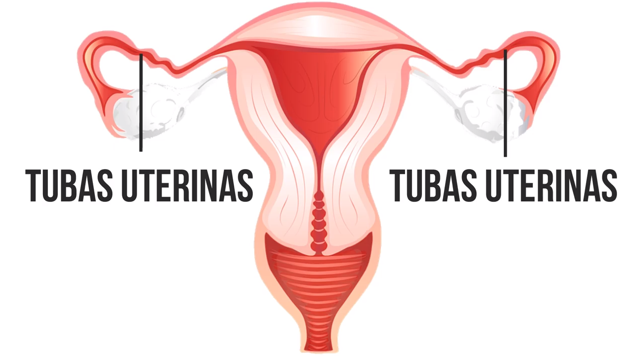TUBAS UTERINAS - Sistema Reprodutor Feminino