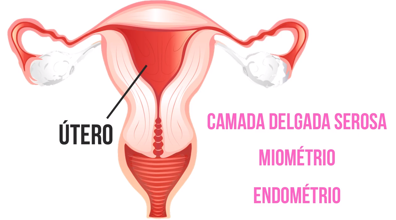 UTERO - Sistema Reprodutor Feminino