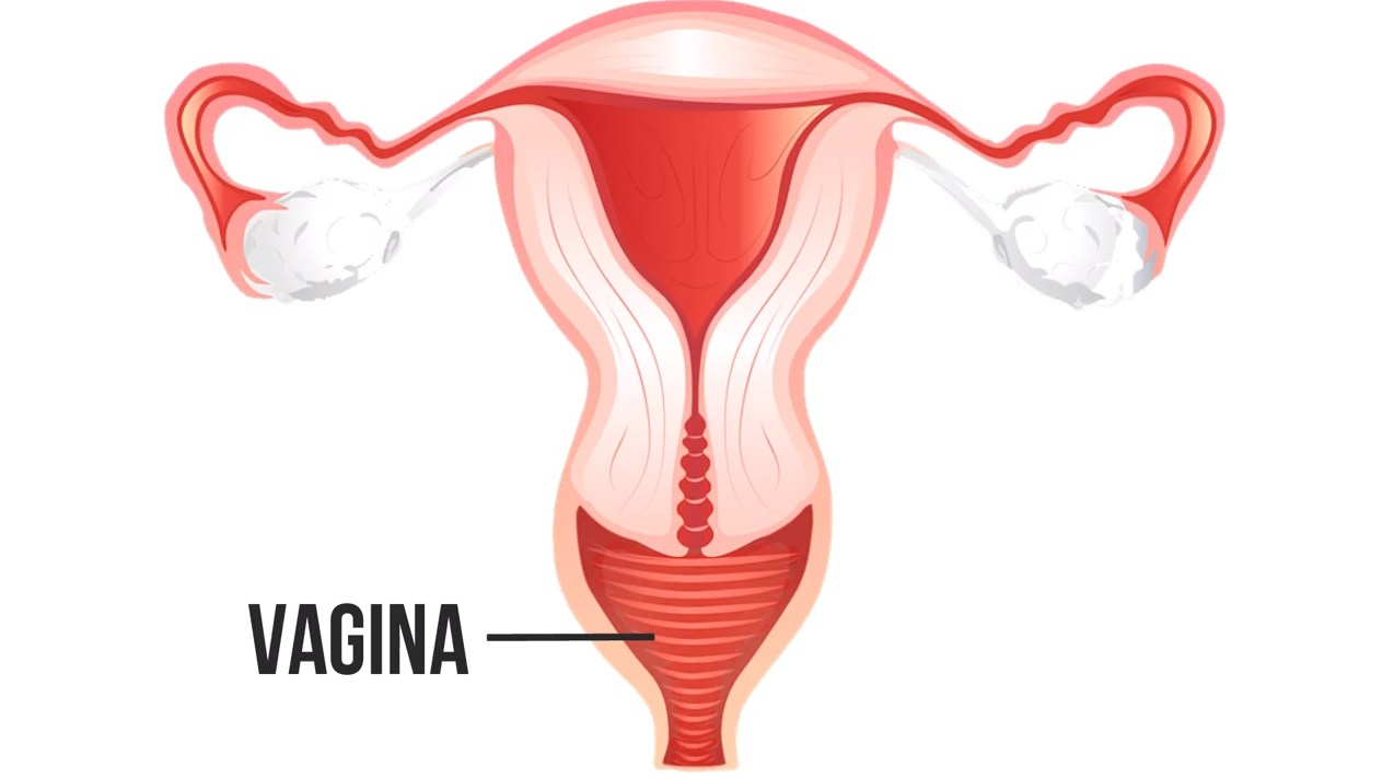 VAGINA - Sistema Reprodutor Feminino