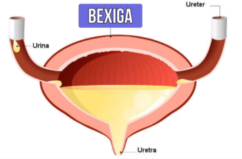 bexiga 350x230 - formação da urina