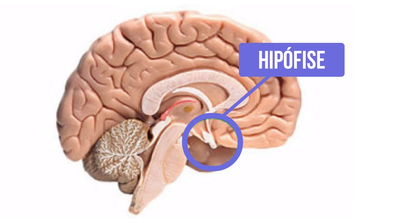 hipofise - Sistema Endócrino
