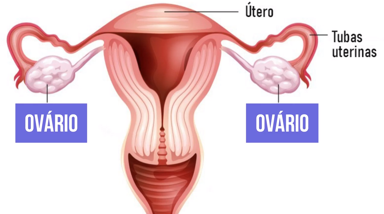 ovarios - Sistema Endócrino