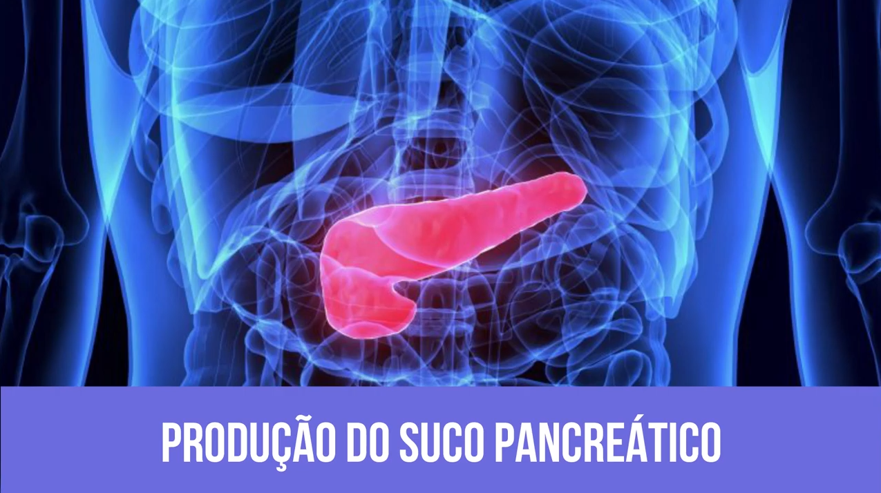 pancreas - Sistema Endócrino