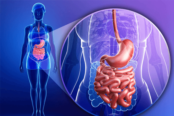 processo digestivo - Sistema Digestório