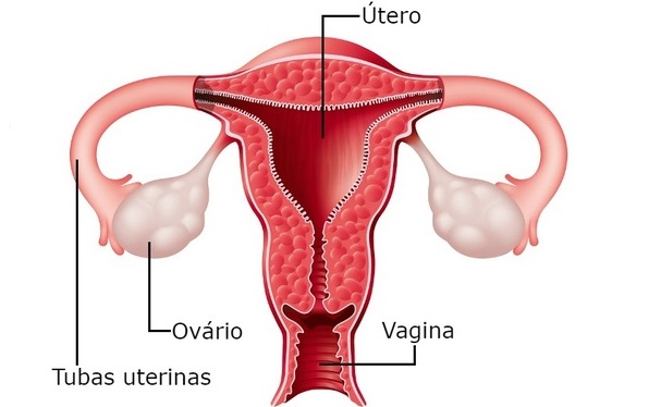 Sistema Reprodutor Feminino