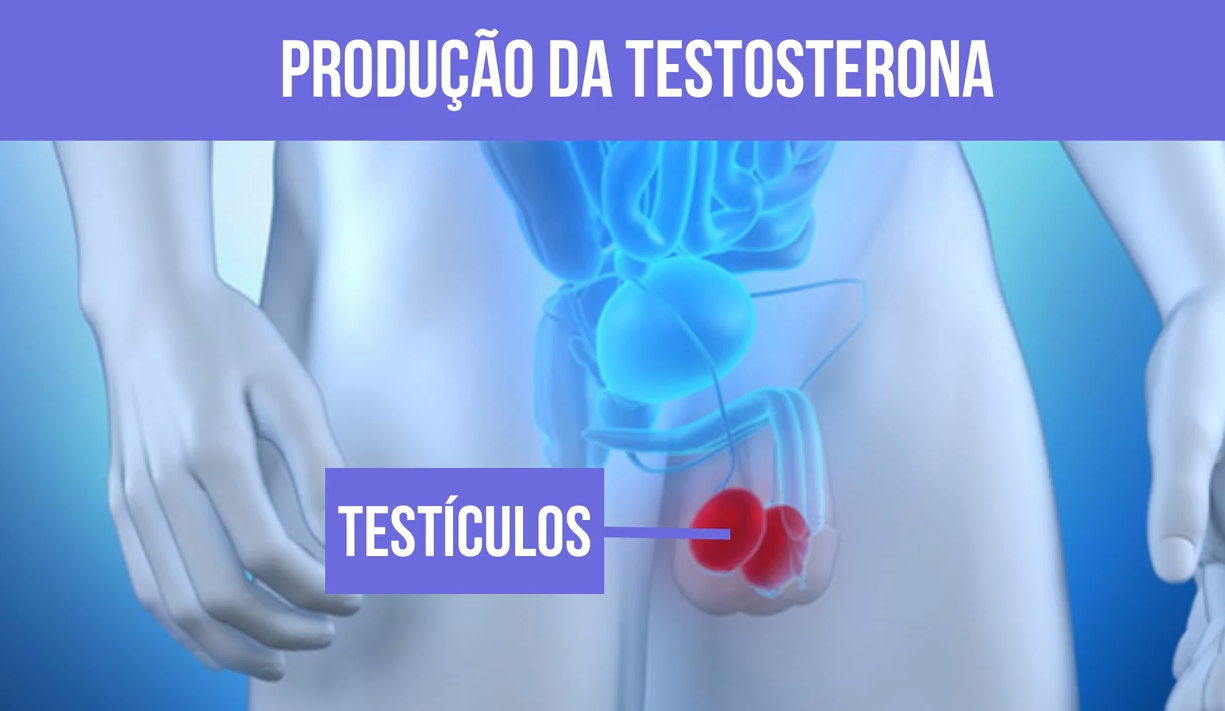 testiculos - Sistema Endócrino