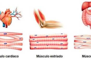 tipos de musculos 350x230 - sistema muscular