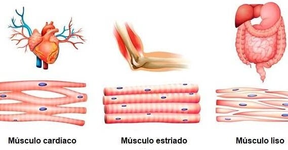 tipos de musculos - Função do Sistema Muscular