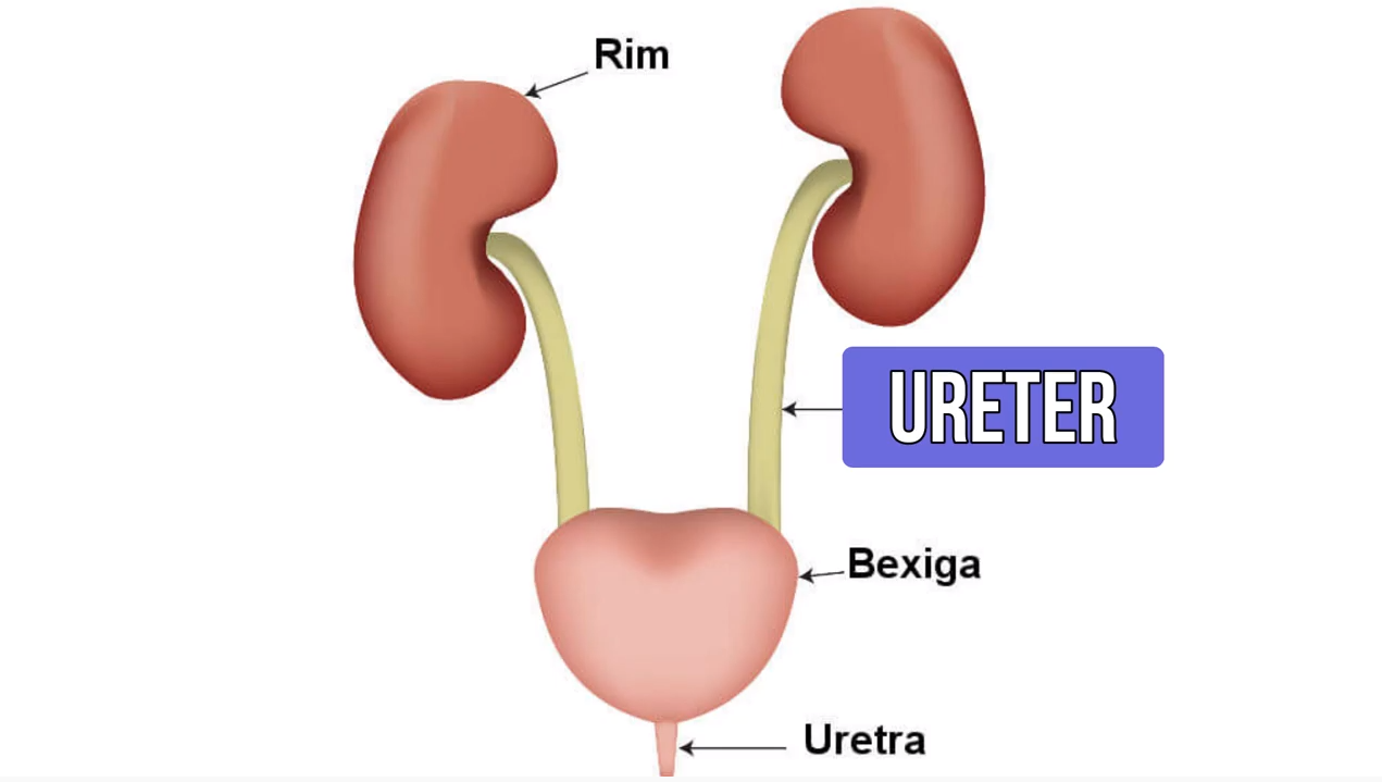 ureter - Sistema Urinário