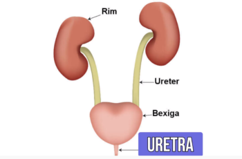 uretra