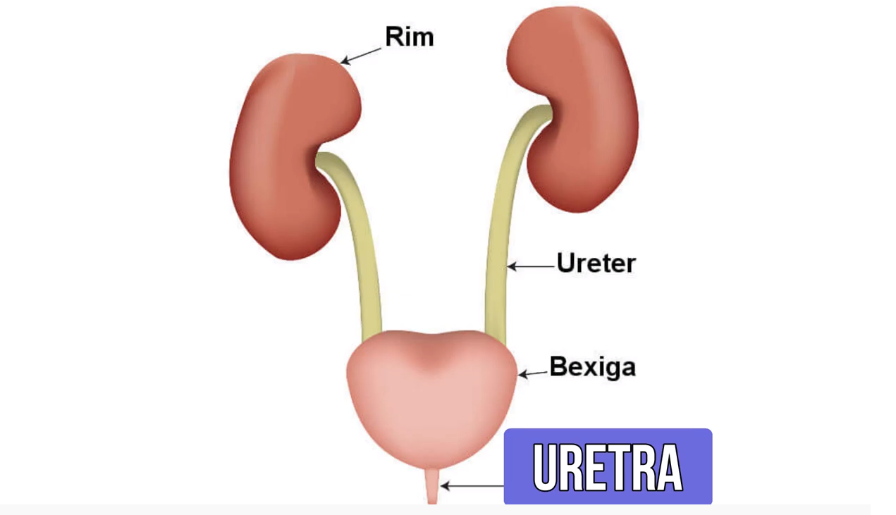 uretra - Sistema Urinário