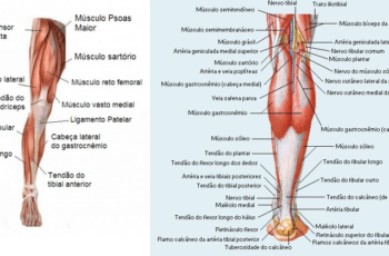 Musculo membros inferiores