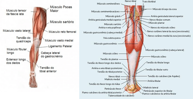 Musculo membros inferiores - Função do Sistema Muscular