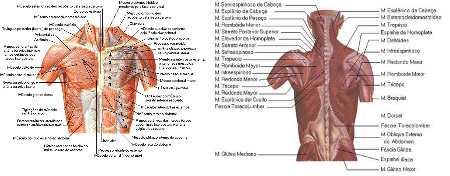 Musculos do torax e abdomen - Função do Sistema Muscular