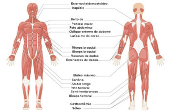 musculos 350x230 - Músculos do tórax e abdômen